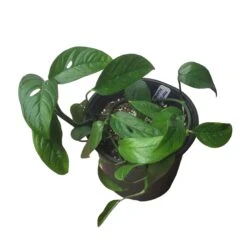 Monstera Adansonii Hanging Variety - 4" Or 6" LIVE Potted Plant - FREE SHIPPING -Green Aura PhotoRoom 20231121 093019 30