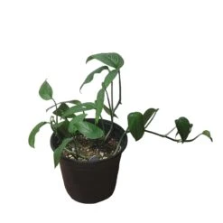 Monstera Adansonii Hanging Variety - 4" Or 6" LIVE Potted Plant - FREE SHIPPING -Green Aura PhotoRoom 20231121 093019 31