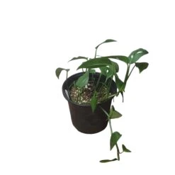 Monstera Adansonii Hanging Variety - 4" Or 6" LIVE Potted Plant - FREE SHIPPING -Green Aura PhotoRoom 20231121 093019 32