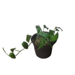 Monstera Adansonii Hanging Variety - 4" Or 6" LIVE Potted Plant - FREE SHIPPING -Green Aura PhotoRoom 20231121 093019 33