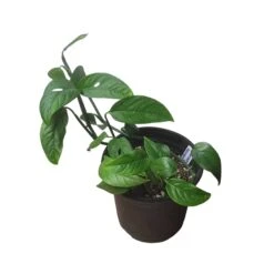 Monstera Adansonii Hanging Variety - 4" Or 6" LIVE Potted Plant - FREE SHIPPING -Green Aura PhotoRoom 20231121 093019 34 1