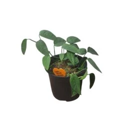 Pothos Cebu Blue - 4" Or 6" LIVE Potted Plant -Green Aura PhotoRoom 20231121 093019 35