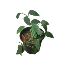 Pothos Cebu Blue - 4" Or 6" LIVE Potted Plant -Green Aura PhotoRoom 20231121 093019 36