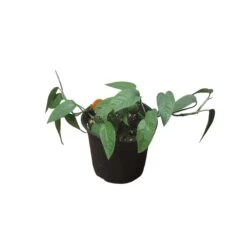 Pothos Cebu Blue - 4" Or 6" LIVE Potted Plant -Green Aura PhotoRoom 20231121 093019 37