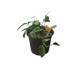 Pothos Cebu Blue - 4" Or 6" LIVE Potted Plant -Green Aura PhotoRoom 20231121 093020 38