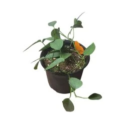 Pothos Cebu Blue - 4" Or 6" LIVE Potted Plant -Green Aura PhotoRoom 20231121 093020 39