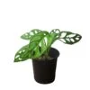 Monstera Adansonii – Swiss Cheese Plant - LIVE 4" Or 6" Potted Plant - FREE SHIPPING -Green Aura PhotoRoom 20231121 093022 62