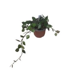 Hoya Krohniana Black - LIVE 4" Potted Plant - Wax Plant - Rare Plants - FREE SHIPPING