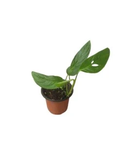 Monstera Adansonii Hanging Variety - 4" Or 6" LIVE Potted Plant - FREE SHIPPING -Green Aura PhotoRoom 20231121 093911 46