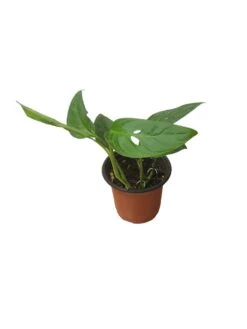 Monstera Adansonii Hanging Variety - 4" Or 6" LIVE Potted Plant - FREE SHIPPING -Green Aura PhotoRoom 20231121 093911 47