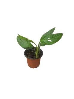 Monstera Adansonii Hanging Variety - 4" Or 6" LIVE Potted Plant - FREE SHIPPING -Green Aura PhotoRoom 20231121 093911 48