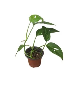 Monstera Adansonii Hanging Variety - 4" Or 6" LIVE Potted Plant - FREE SHIPPING -Green Aura PhotoRoom 20231121 093911 49