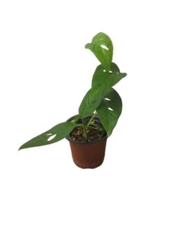 Monstera Adansonii Hanging Variety - 4" Or 6" LIVE Potted Plant - FREE SHIPPING -Green Aura PhotoRoom 20231121 093911 50