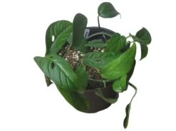 Monstera Adansonii Hanging Variety - 4" Or 6" LIVE Potted Plant - FREE SHIPPING -Green Aura PhotoRoom 20231121 101856 17