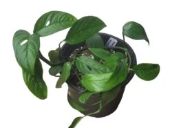 Monstera Adansonii Hanging Variety - 4" Or 6" LIVE Potted Plant - FREE SHIPPING -Green Aura PhotoRoom 20231121 101856 18