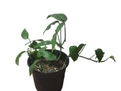 Monstera Adansonii Hanging Variety - 4" Or 6" LIVE Potted Plant - FREE SHIPPING -Green Aura PhotoRoom 20231121 101856 19