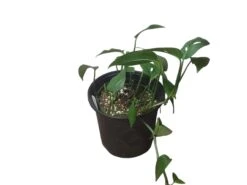 Monstera Adansonii Hanging Variety - 4" Or 6" LIVE Potted Plant - FREE SHIPPING -Green Aura PhotoRoom 20231121 101856 20