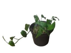 Monstera Adansonii Hanging Variety - 4" Or 6" LIVE Potted Plant - FREE SHIPPING -Green Aura PhotoRoom 20231121 101856 21