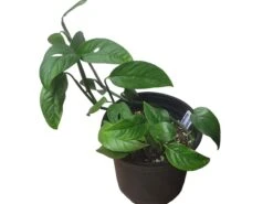 Monstera Adansonii Hanging Variety - 4" Or 6" LIVE Potted Plant - FREE SHIPPING -Green Aura PhotoRoom 20231121 101856 22