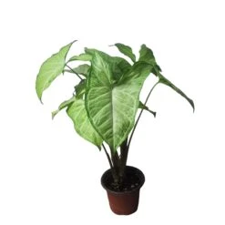Syngonium White Butterfly - LIVE 4" Or 6" Potted Plant - Syngonium Podophyllum - FREE SHIPPING -Green Aura PhotoRoom 20231121 101902 69