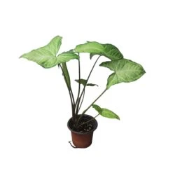 Syngonium White Butterfly - LIVE 4" Or 6" Potted Plant - Syngonium Podophyllum - FREE SHIPPING -Green Aura PhotoRoom 20231121 101902 72