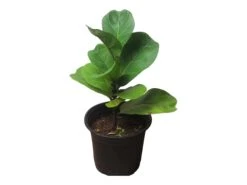6" Fiddle-Leaf Fig - Bambino - LIVE Potted Plant - FREE SHIPPING -Green Aura PhotoRoom 20231121 102820 1 1