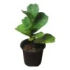 6" Fiddle-Leaf Fig - Bambino - LIVE Potted Plant - FREE SHIPPING -Green Aura PhotoRoom 20231121 102820 1