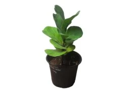 6" Fiddle-Leaf Fig - Bambino - LIVE Potted Plant - FREE SHIPPING -Green Aura PhotoRoom 20231121 102820 2