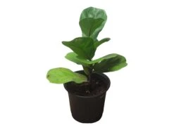 6" Fiddle-Leaf Fig - Bambino - LIVE Potted Plant - FREE SHIPPING -Green Aura PhotoRoom 20231121 102820 3