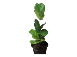 6" Fiddle-Leaf Fig - Bambino - LIVE Potted Plant - FREE SHIPPING -Green Aura PhotoRoom 20231121 102820 4