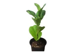 6" Fiddle-Leaf Fig - Bambino - LIVE Potted Plant - FREE SHIPPING -Green Aura PhotoRoom 20231121 102820 5