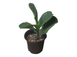 6" Fiddle-Leaf Fig - Bambino - LIVE Potted Plant - FREE SHIPPING -Green Aura PhotoRoom 20231121 102821 10