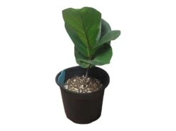 6" Fiddle-Leaf Fig - Bambino - LIVE Potted Plant - FREE SHIPPING -Green Aura PhotoRoom 20231121 102821 9