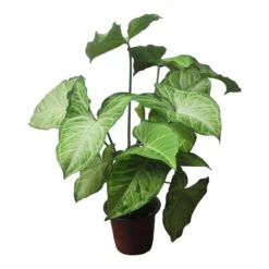 Syngonium White Butterfly - LIVE 4" Or 6" Potted Plant - Syngonium Podophyllum - FREE SHIPPING -Green Aura PhotoRoom 20231121 102830 67 1