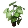 Syngonium White Butterfly - LIVE 4" Or 6" Potted Plant - Syngonium Podophyllum - FREE SHIPPING -Green Aura PhotoRoom 20231121 102830 67