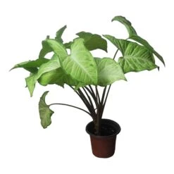 Syngonium White Butterfly - LIVE 4" Or 6" Potted Plant - Syngonium Podophyllum - FREE SHIPPING -Green Aura PhotoRoom 20231121 102830 68