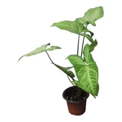 Syngonium White Butterfly - LIVE 4" Or 6" Potted Plant - Syngonium Podophyllum - FREE SHIPPING -Green Aura PhotoRoom 20231121 102830 70