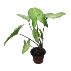 Syngonium White Butterfly - LIVE 4" Or 6" Potted Plant - Syngonium Podophyllum - FREE SHIPPING -Green Aura PhotoRoom 20231121 102831 71