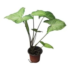 Syngonium White Butterfly - LIVE 4" Or 6" Potted Plant - Syngonium Podophyllum - FREE SHIPPING -Green Aura PhotoRoom 20231121 102831 72