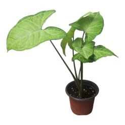 Syngonium White Butterfly - LIVE 4" Or 6" Potted Plant - Syngonium Podophyllum - FREE SHIPPING -Green Aura PhotoRoom 20231121 102831 74