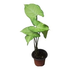 Syngonium White Butterfly - LIVE 4" Or 6" Potted Plant - Syngonium Podophyllum - FREE SHIPPING -Green Aura PhotoRoom 20231121 102831 75