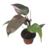 Philodendron Pink Princess - LIVE 4" Potted Plant - FREE SHIPPING -Green Aura PhotoRoom 20231121 102834 96