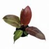 Philodendron Red Sun -Green Aura PhotoRoom 20231121 105234