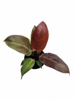 Philodendron Red Sun
