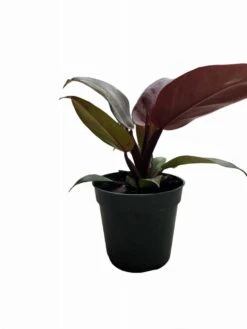Philodendron Red Sun -Green Aura PhotoRoom 20231121 105326