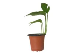 Pothos Baltic Blue - Epipremnum - LIVE Potted 4" Plant - FREE SHIPPING -Green Aura PhotoRoom 20231121 112854 4