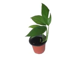 Pothos Baltic Blue - Epipremnum - LIVE Potted 4" Plant - FREE SHIPPING -Green Aura PhotoRoom 20231121 112854 5