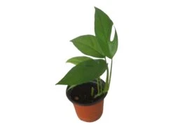 Pothos Baltic Blue - Epipremnum - LIVE Potted 4" Plant - FREE SHIPPING -Green Aura PhotoRoom 20231121 112854 6
