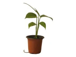 Pothos Baltic Blue - Epipremnum - LIVE Potted 4" Plant - FREE SHIPPING -Green Aura PhotoRoom 20231121 112855 10