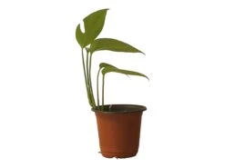 Pothos Baltic Blue - Epipremnum - LIVE Potted 4" Plant - FREE SHIPPING -Green Aura PhotoRoom 20231121 112855 11